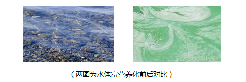 高浓度有机磷废水如何处理|技术文档-山东环瑞生态科技有限公司